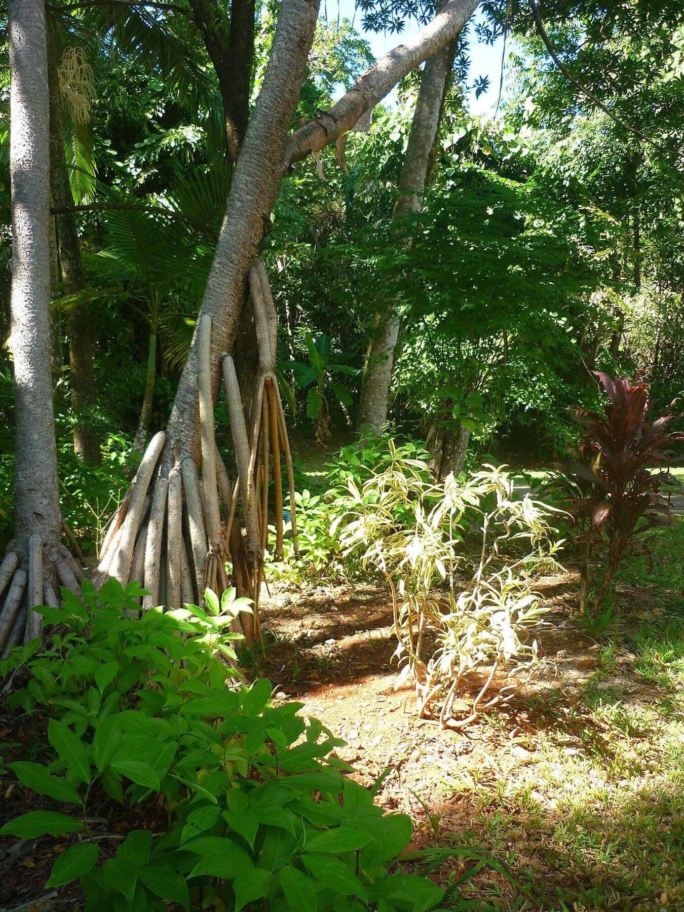 Ferntree Rainforest Lodge Кейп-Тріб'юлейшен Екстер'єр фото